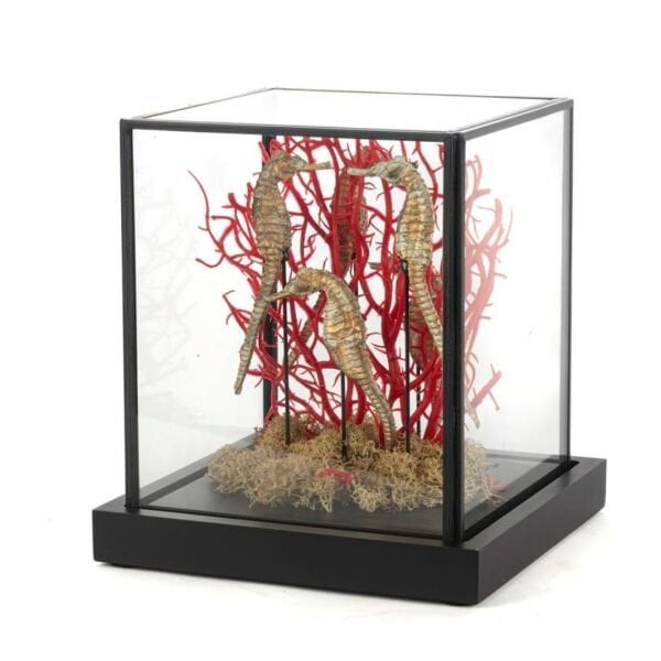 Mikasamoor Deniz Altı Aşk Cam Fanus Dekor Obje